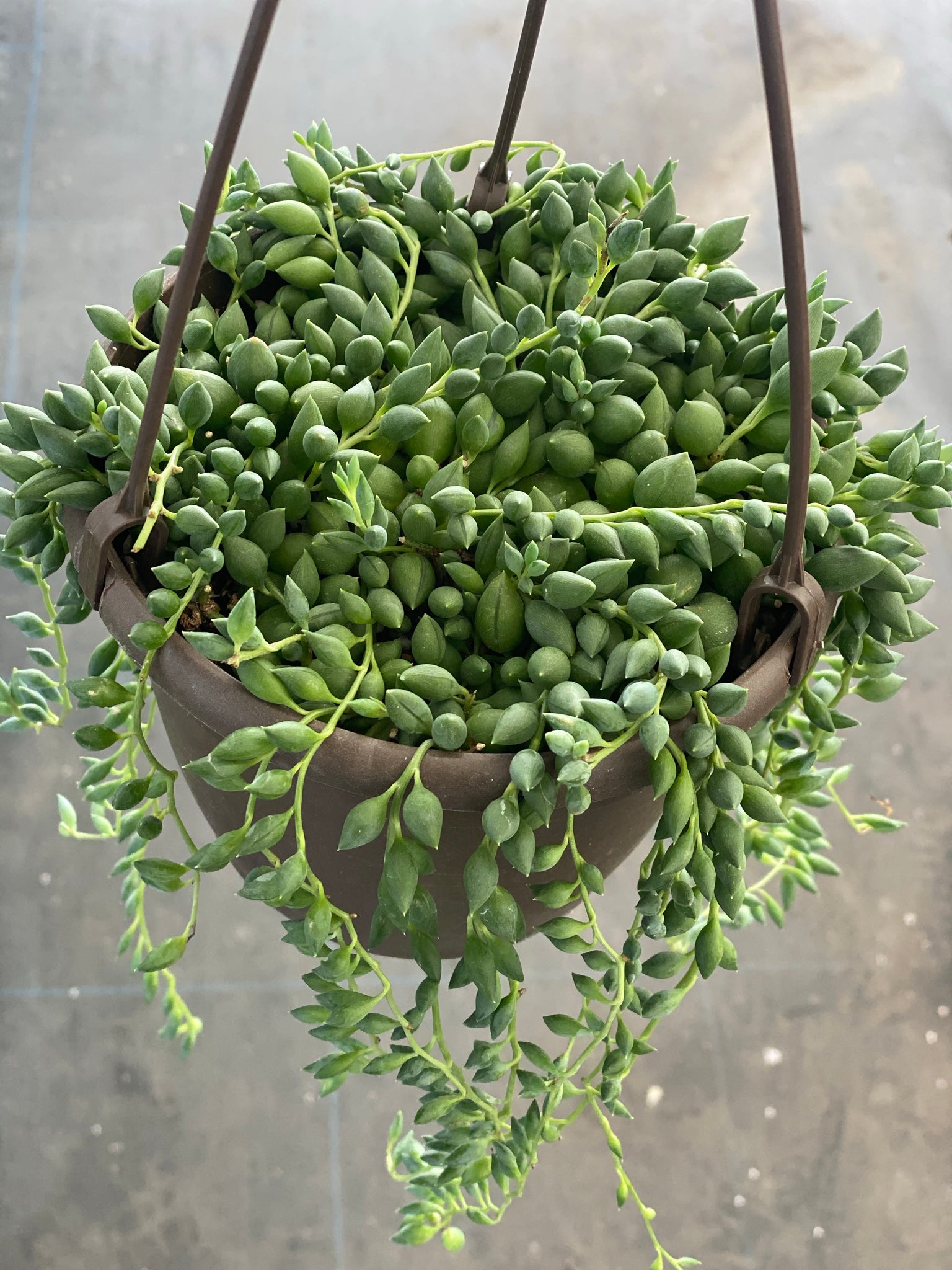 teardrop succulents Senecio String of Raindrops / String of Teardrops