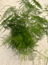 Plumosa Fern (Asparagus Plumosus)