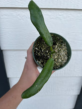 Hoya Meliflua Fraterna