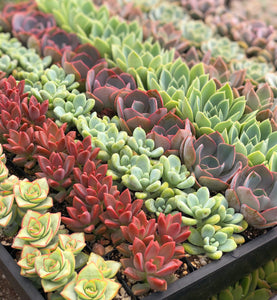 Mixed Succulent Flat: 64 (2in) Succulents