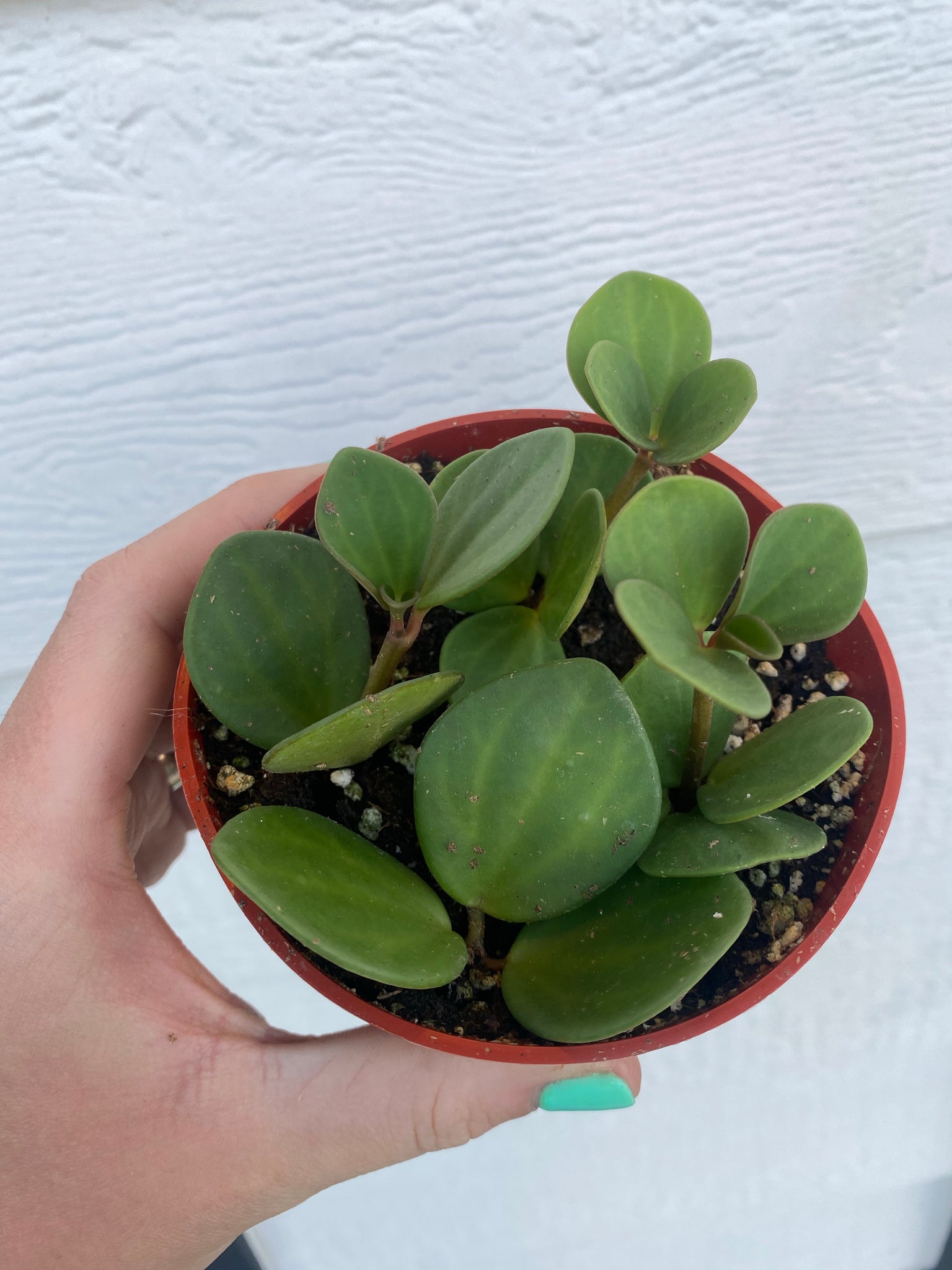 hope succulent Peperomia Hope – In Succulent Love