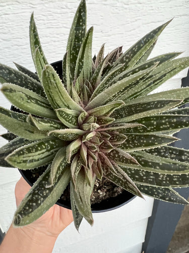 Variegated Gasteraloe *possibly crested* #2