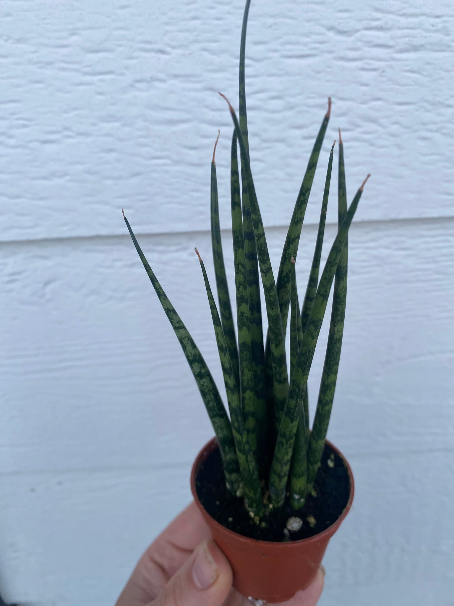 sansevieria fernwood Sansevieria Fernwood – In Succulent Love