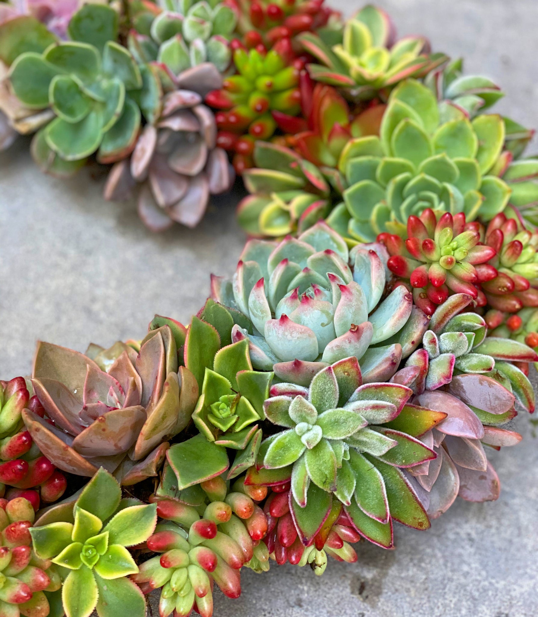 heart shaped succulent wreath DIY Succulent Heart Wreath Kit – In Succulent Love