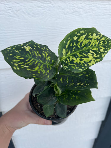 Diffenbachia Reflector
