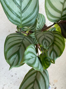 Calathea Setosa Gray Star