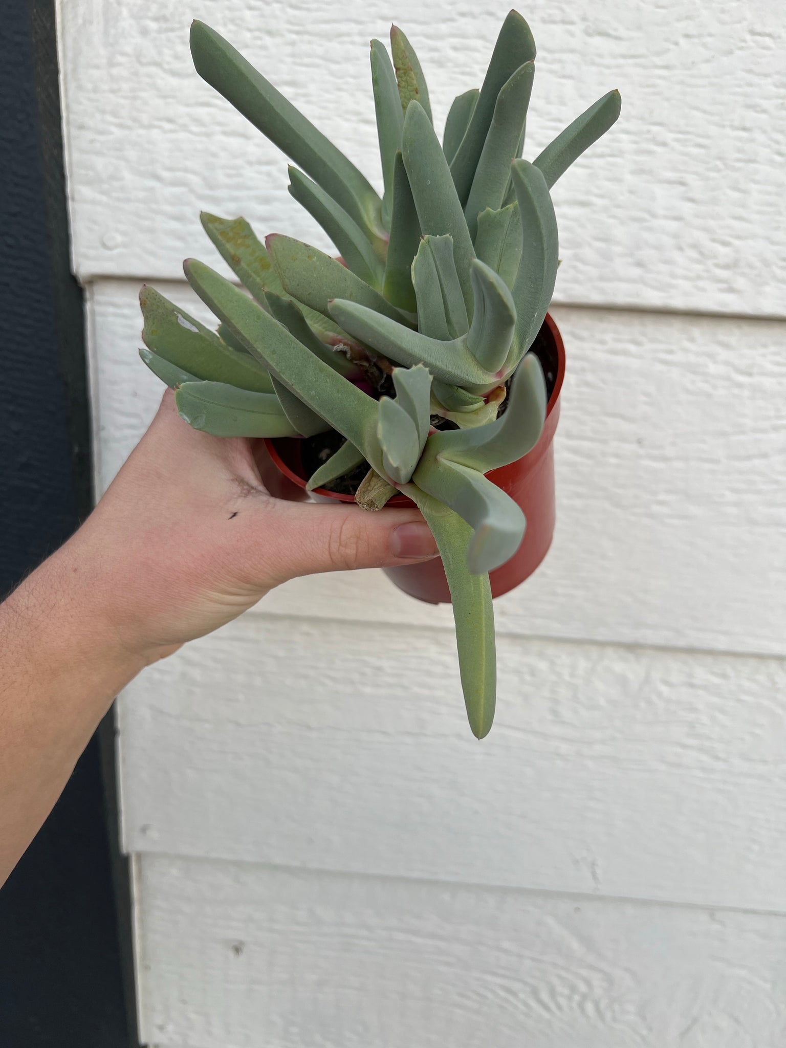 claw succulent Lobster Claw Plant (Cheiridopsis Candidissima) – In Succulent Love