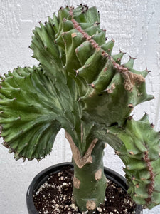 Mermaid Tail Cactus / Coral Cactus - Green Variegated (Euphorbia Lactea Cristata)