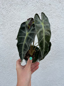 Alocasia Amazonica Bambino