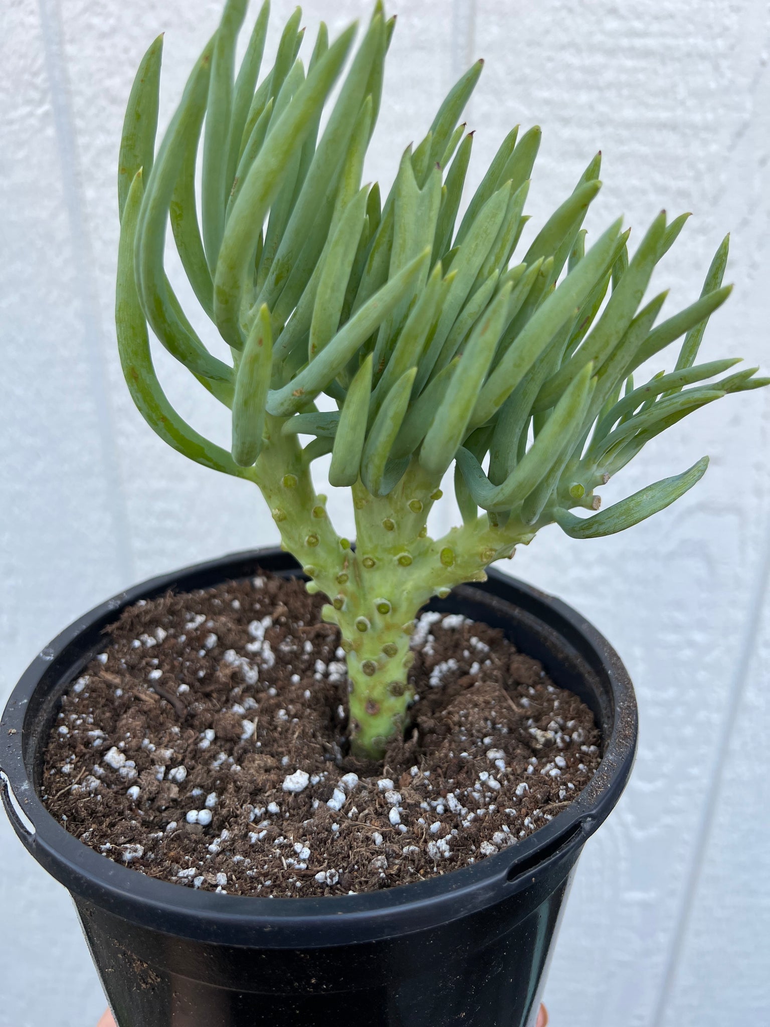 mermaid plant succulent Mermaid Tail