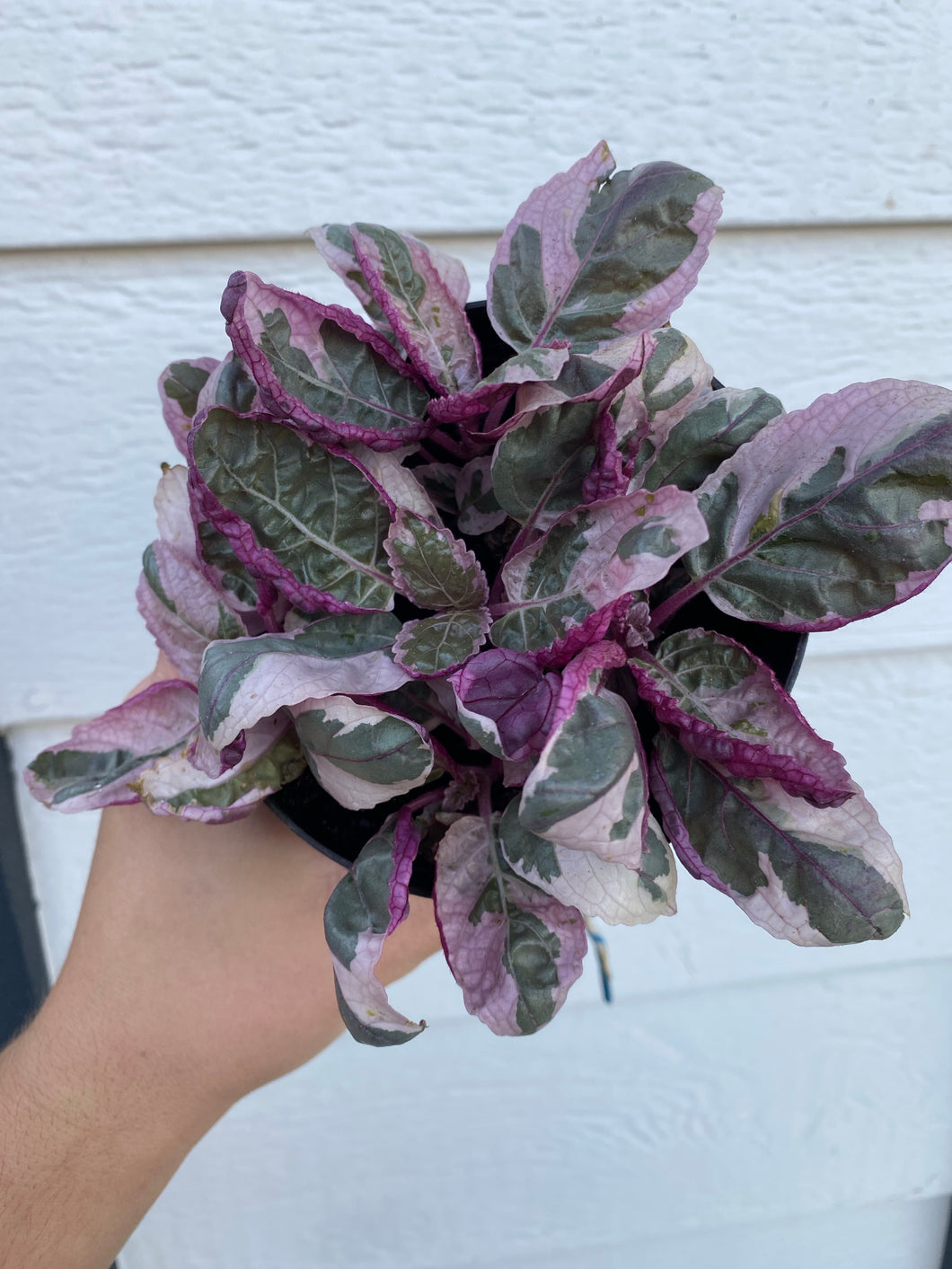 Pink Snow White Waffle Plant
