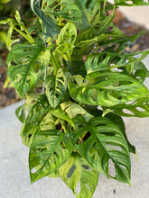 Monstera Adansonii - Swiss Cheese Plant