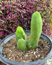 Penis Cactus (Trichocereus Bridgesii Monstrose)