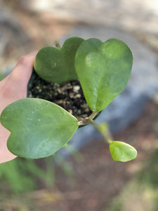 succulent vine with heart shaped leaves Hoya Kerrii Green Heart – In Succulent Love