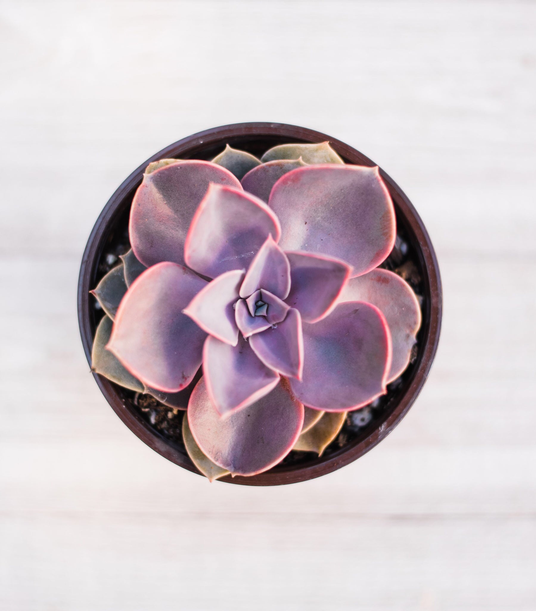 succulent purple pearl Echeveria Perle Von Nunberg (PVN) – In Succulent Love
