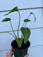 Alocasia Tiny Dancer