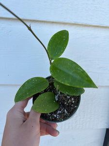 Hoya Acuta