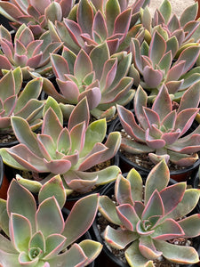 Echeveria Jules