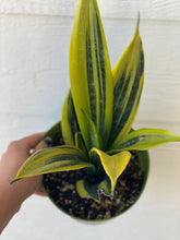 Sansevieria Trifasciata Gold Flame