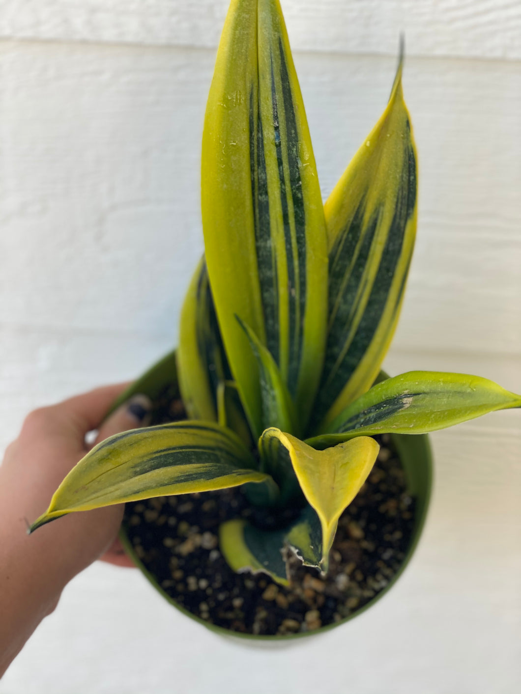 sansevieria trifasciata diamond flame Sansevieria Trifasciata Gold Flame – In Succulent Love