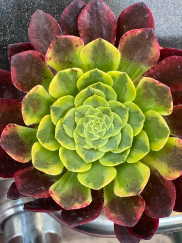 Aeonium Fiesta