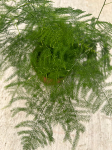 Plumosa Fern (Asparagus Plumosus)