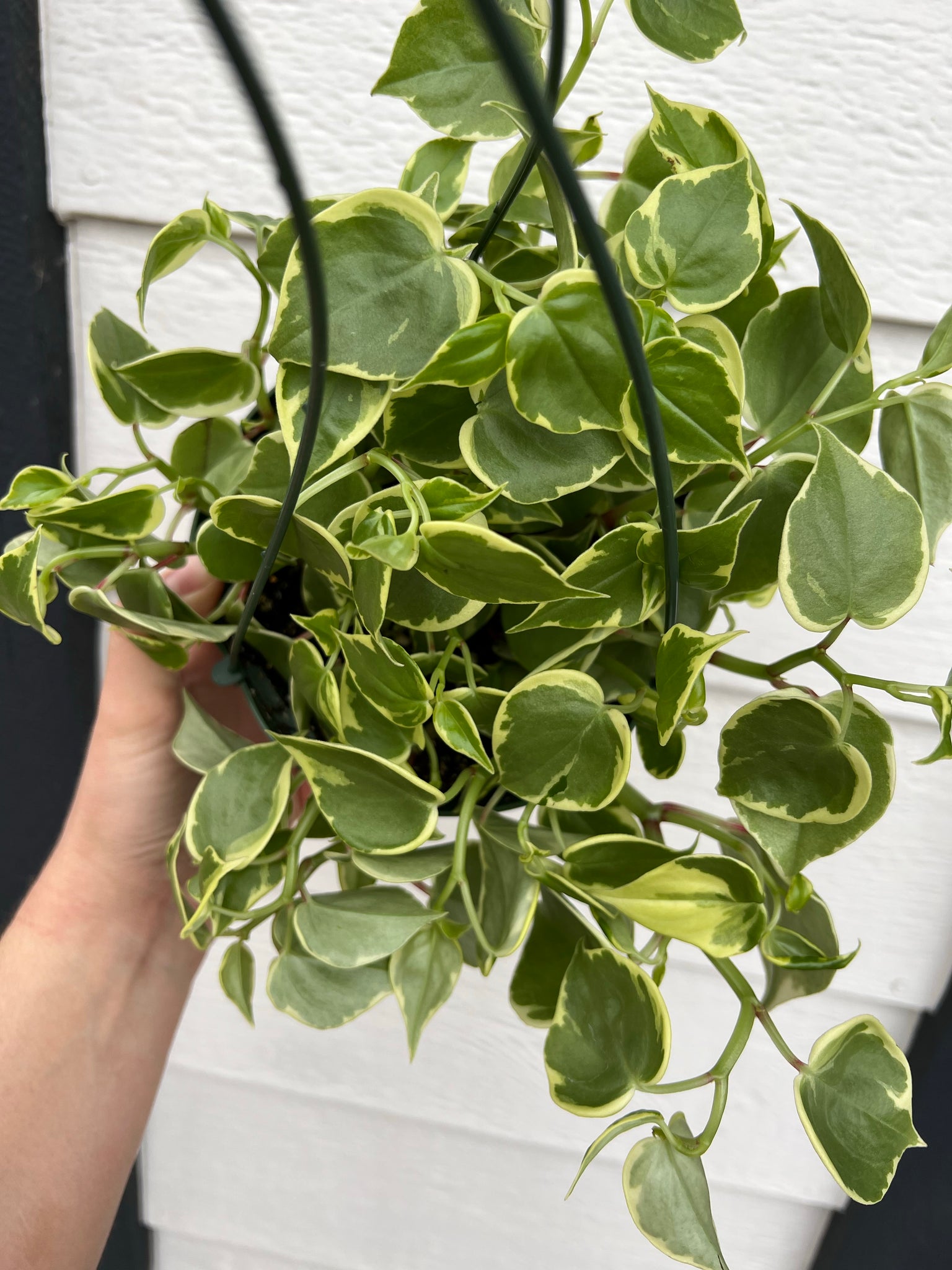 philodendron scandens variegata Peperomia Scandens Variegata 'Cupid' – In Succulent Love