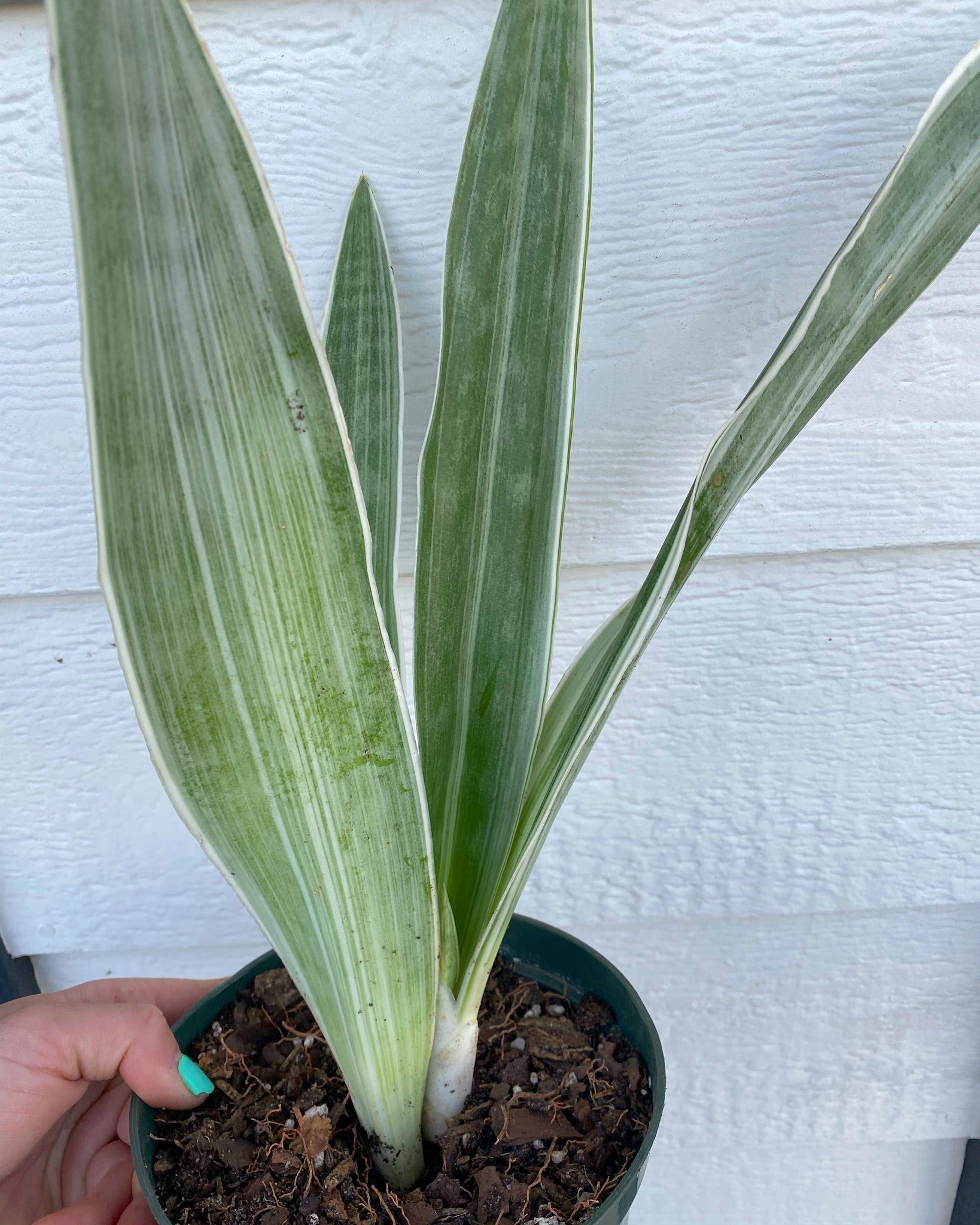 sansevieria guineensis Sansevieria Sayuri – In Succulent Love