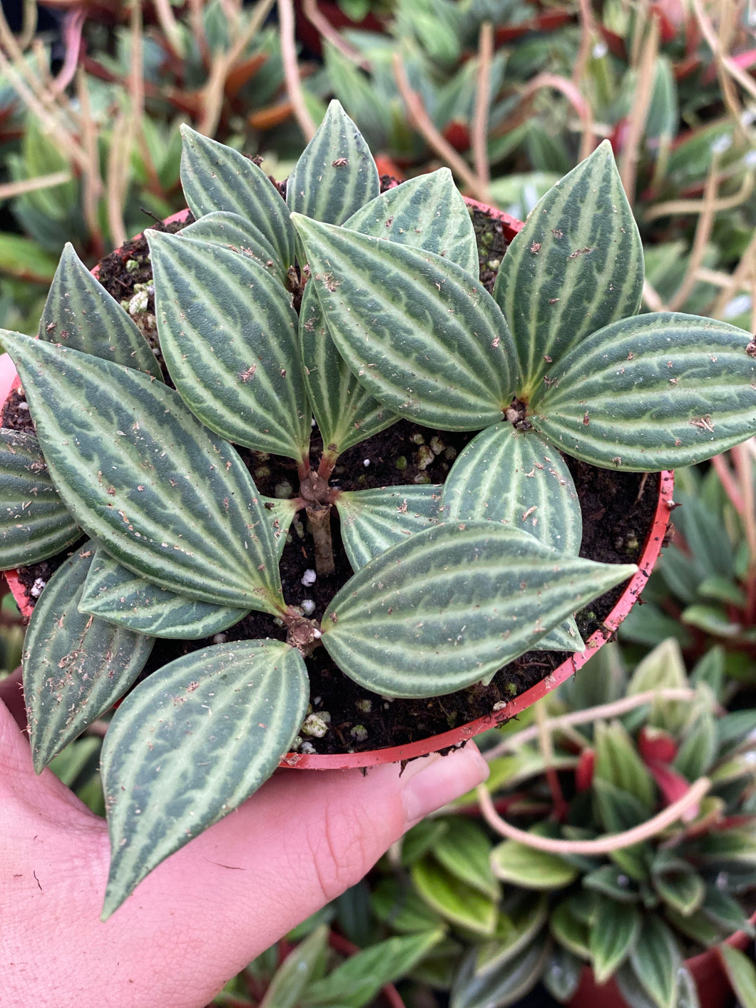 Peperomia Tetragona (Parallel Peperomia)