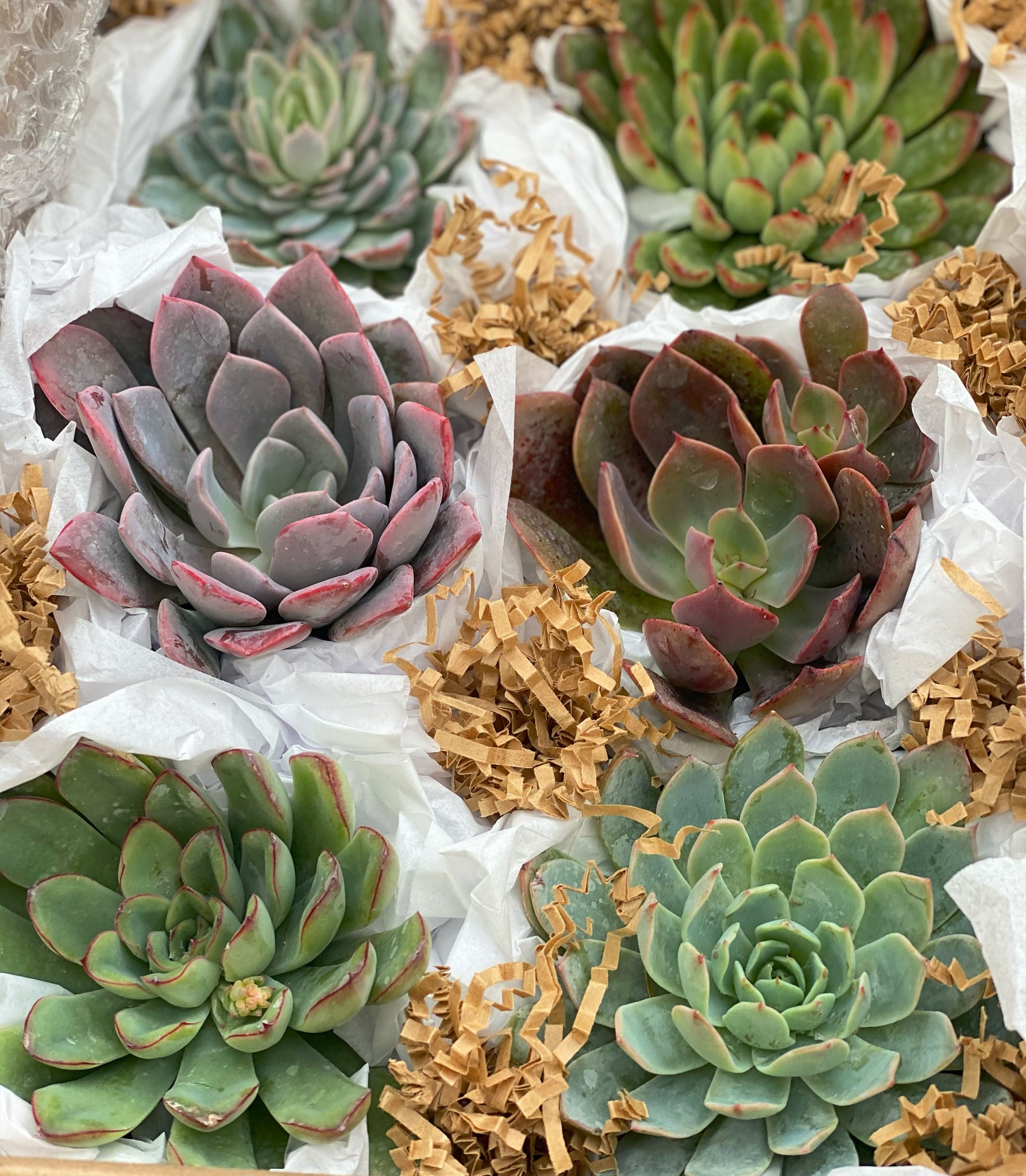 succulent gift subscription Medium Succulent Gift Box – In Succulent Love