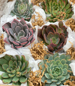 Medium Succulent Gift Box