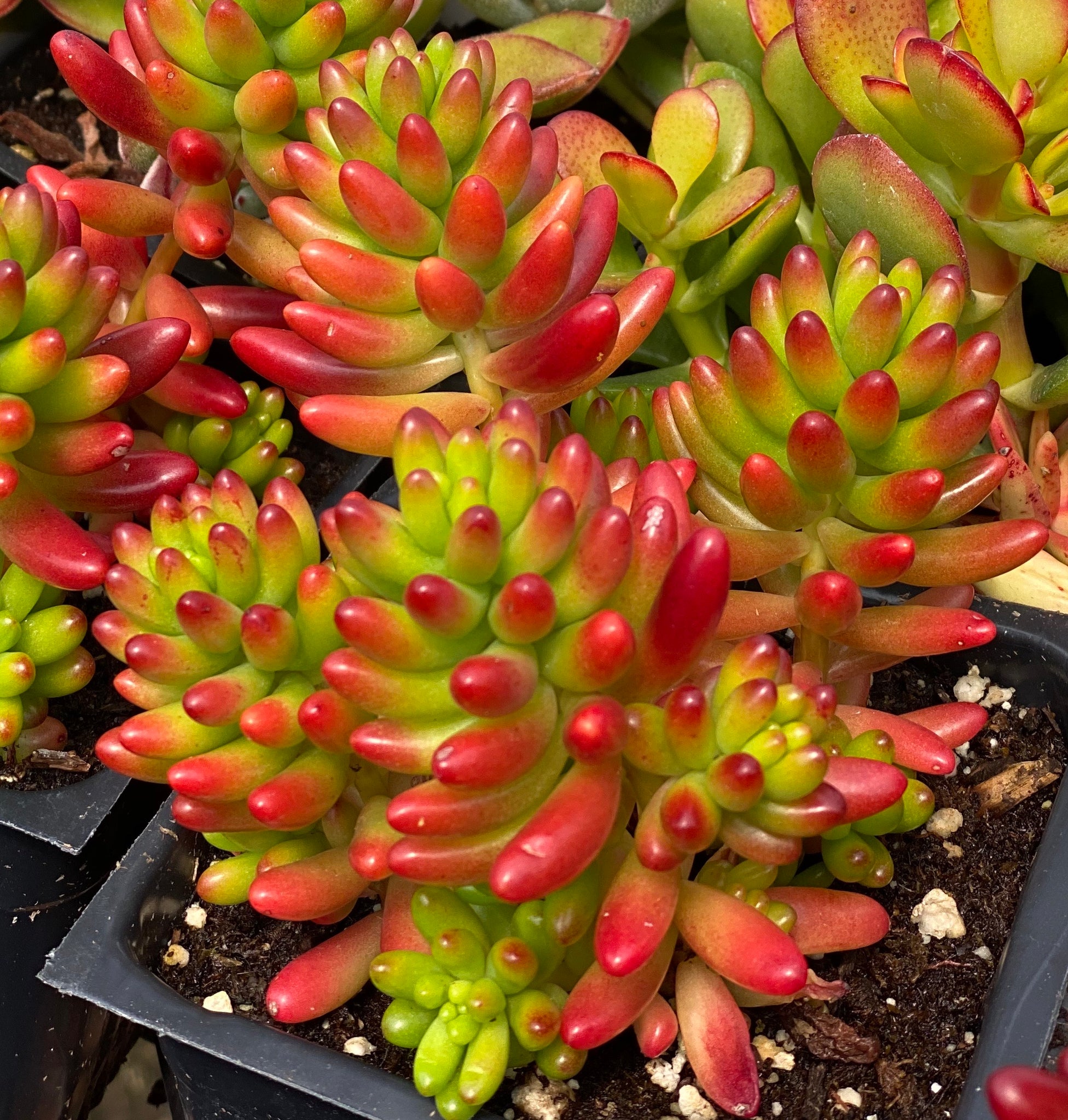bean succulent Sedum 'Pork and Beans' / 'Brown Beans' – In Succulent Love