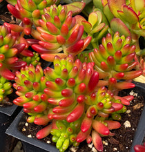 Sedum ‘Pork and Beans’ / ‘Brown Beans’