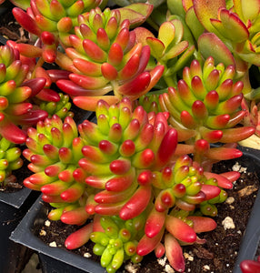 brown succulent Sedum 'Pork and Beans' / 'Brown Beans' – In Succulent Love