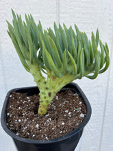 Mermaid Tail - F ( Crested Senecio Vitalis )