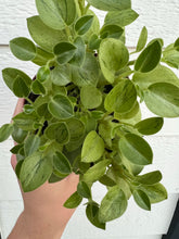 Peperomia Pixie Variegated