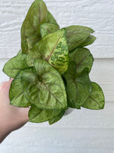 Syngonium Bob Allusion