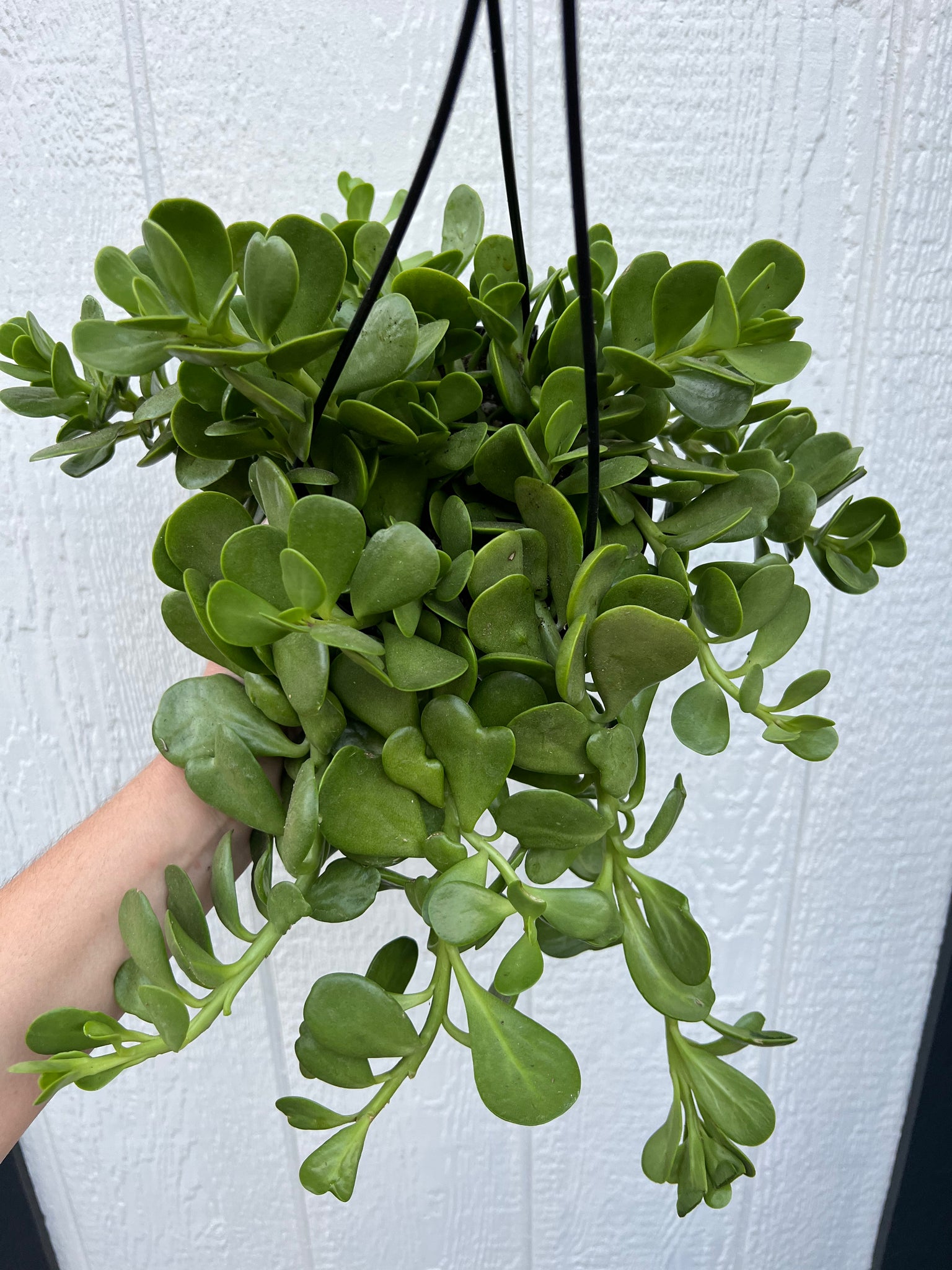 trailing jade hanging plant Senecio Jacobsenii (Trailing Jade) – In Succulent Love