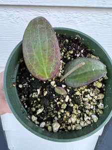 Hoya Nicholsoniae