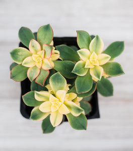Aeonium Kiwi