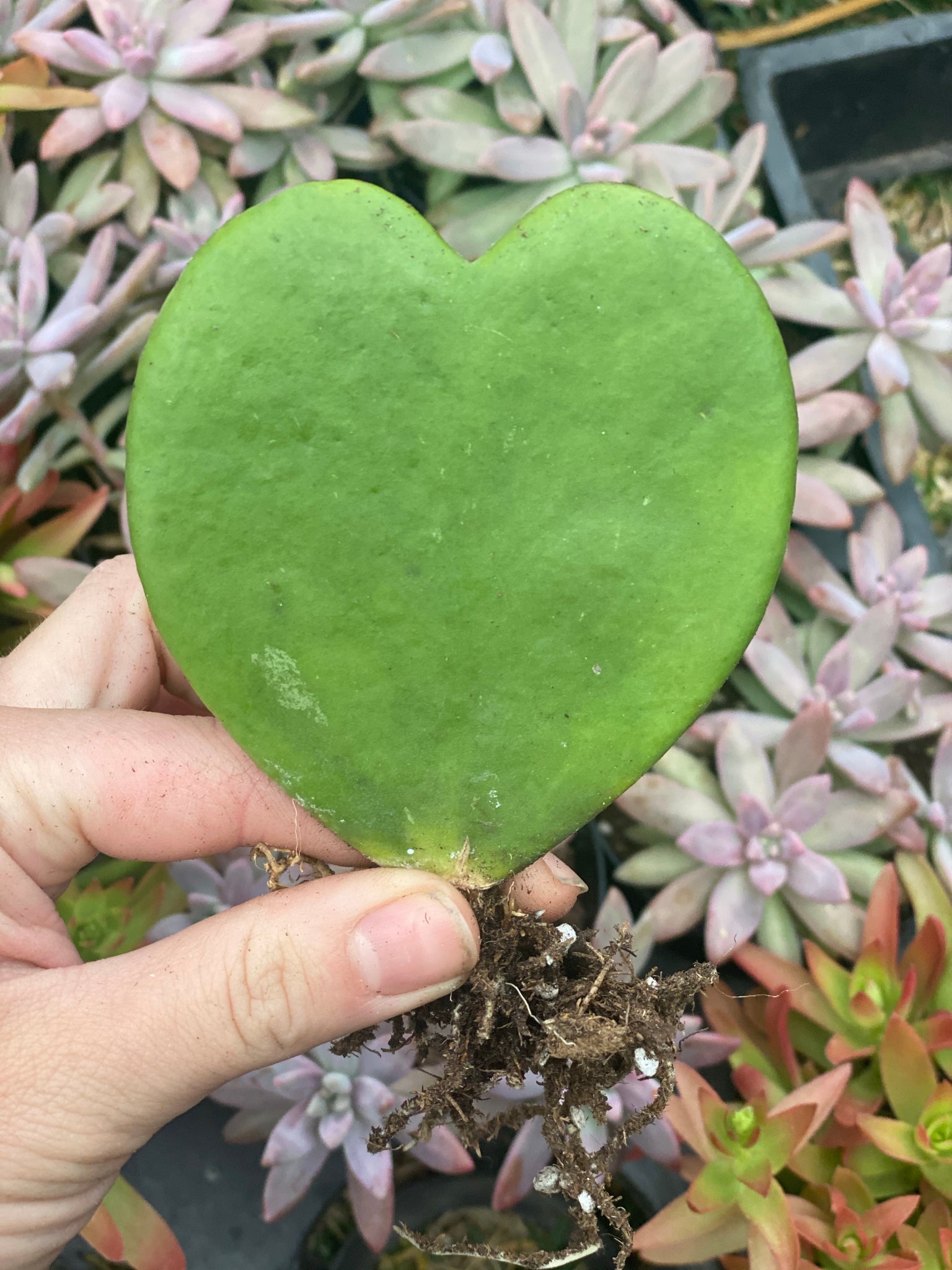 heart shaped succulent near me Hoya Kerrii Green Heart – In Succulent Love