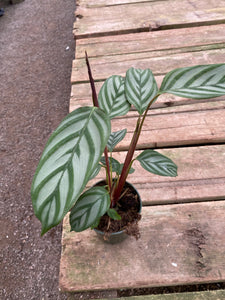 Calathea Setosa Gray Star