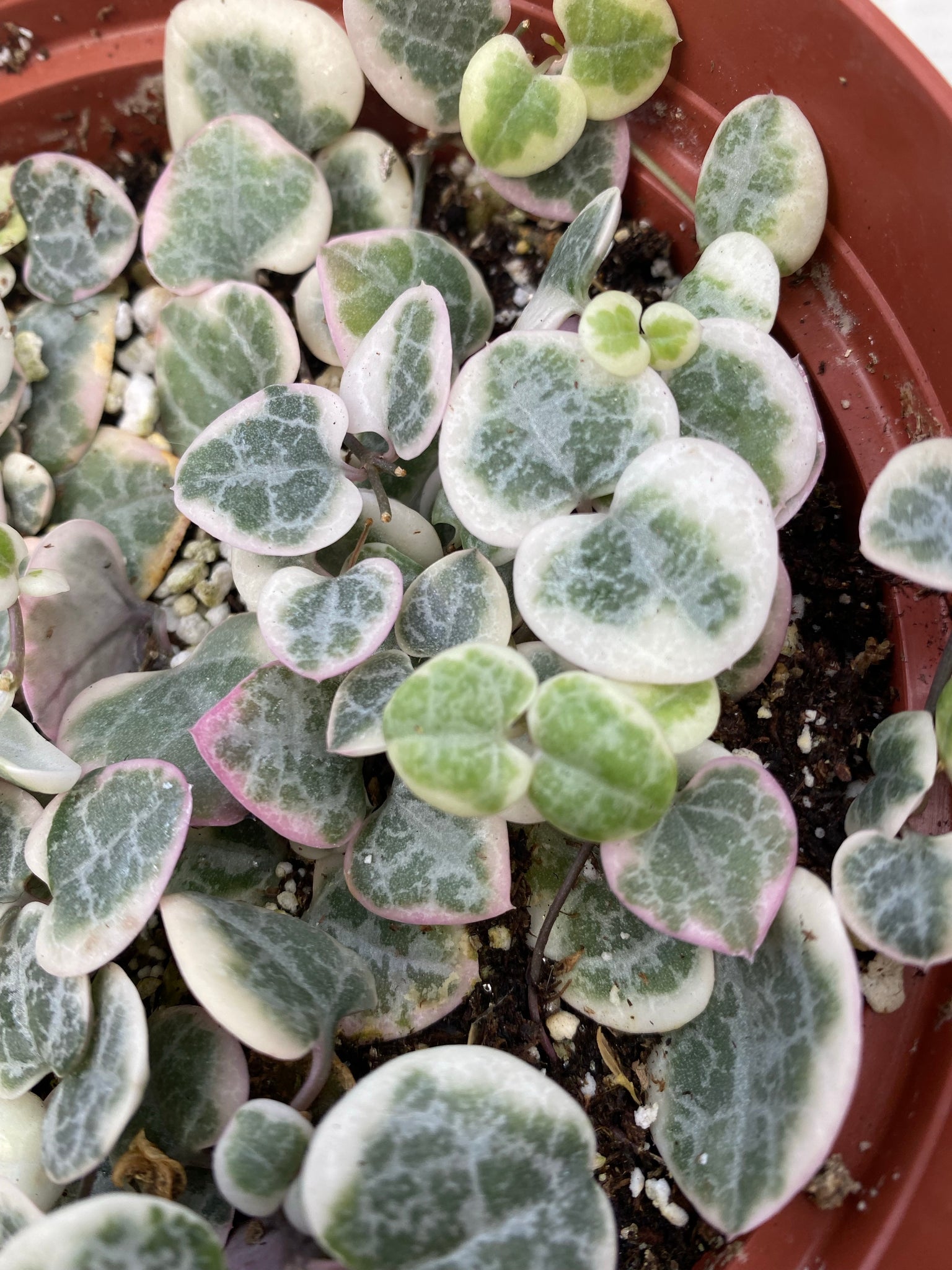 variegated string of hearts succulent Ceropegia Woodii Variegated String of Hearts – In Succulent Love
