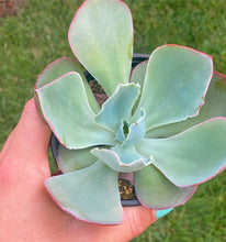 Echeveria Sahara (Patent #USPP27514P3)