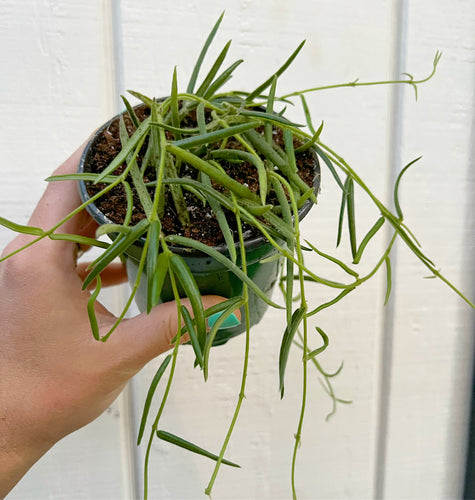 Hoya Linearis