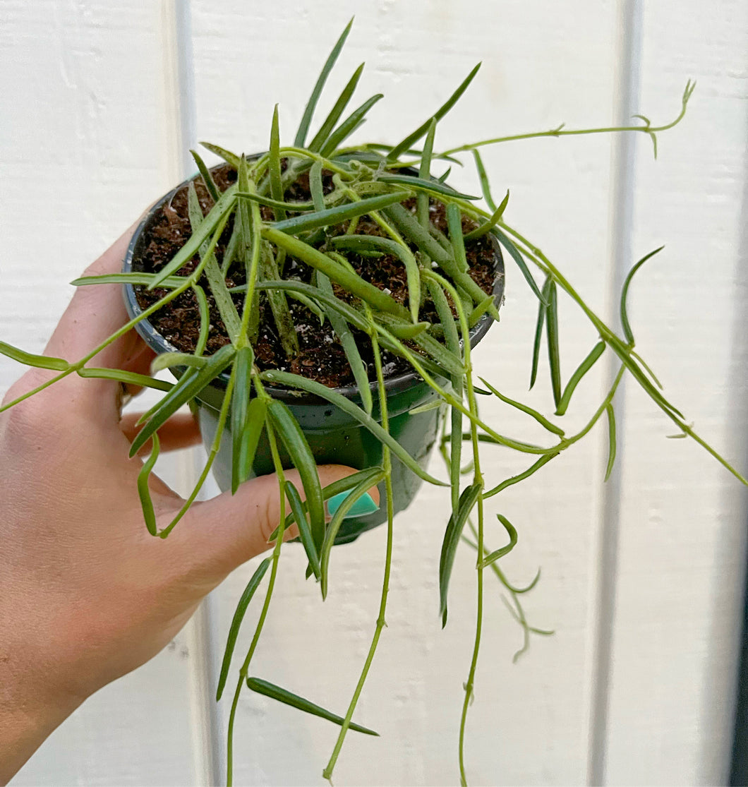 Hoya Linearis