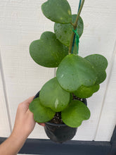 Hoya Kerrii Green Heart