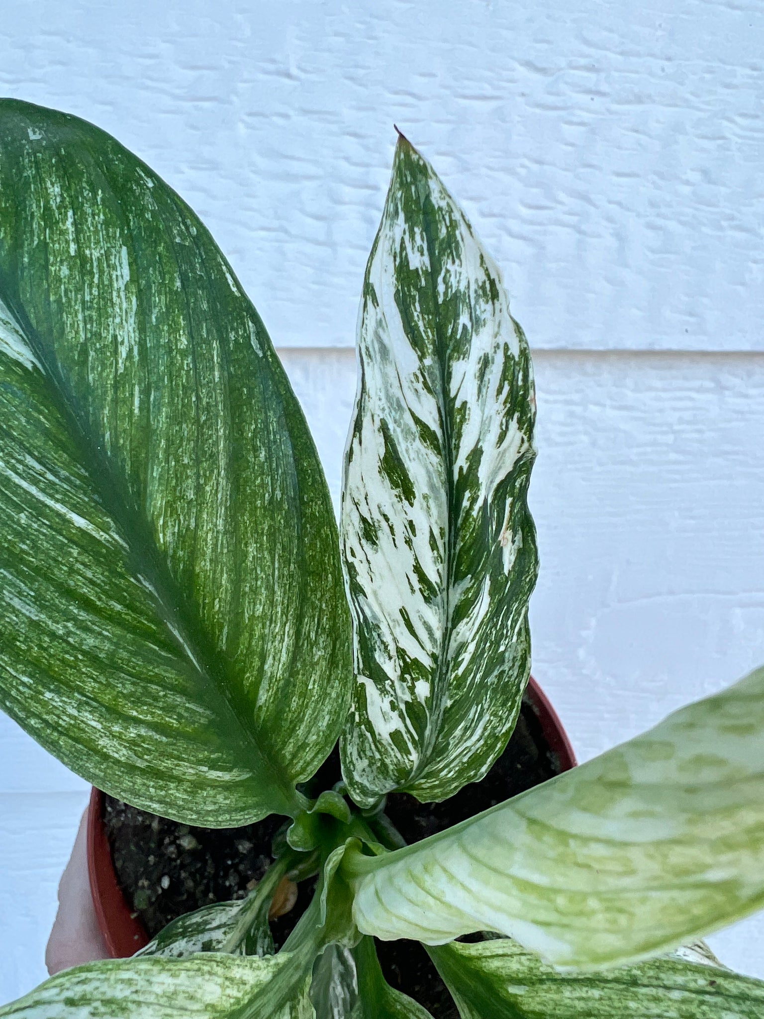 variegated peace lily jessica Spathiphyllum Sensation Variegated / Spathiphyllum 'Jessica' (Peace Li – In Succulent Love