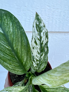 jessica peace lily Spathiphyllum Sensation Variegated / Spathiphyllum 'Jessica' (Peace Li – In Succulent Love