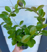 Hoya Australis Wreath